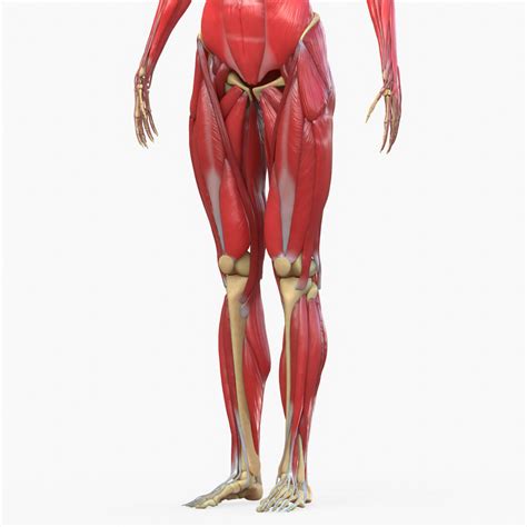 Muscle Head Model Computer Graphics Simulation 的图像结果