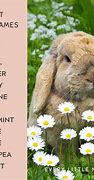 Image result for Cute Names for Moon Rabbit