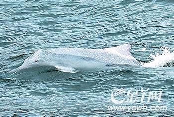 別讓愛，來不及--看見白海豚的悲傷 | 台灣好生活電子報