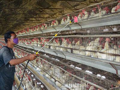 Bird flu: Centre asks states not to ban supply of poultry from other ...