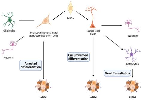 Regulation of Cell Plasticity by Bromodomain and Extraterminal Domain ...