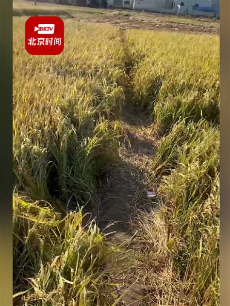 广东网红稻田遭游客踩踏 村民：拍照没问题，但别踩坏庄稼呀_手机新浪网