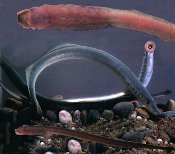 七鳃鳗：撑死过英国国王的“恶魔”珍馐| 果壳 科技有意思