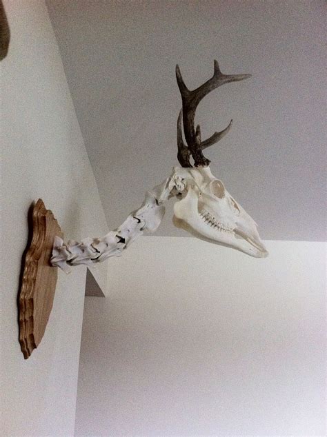 Pin by Bihar Anett on Wendigo alap | Deer mounts, Deer skull mount ...