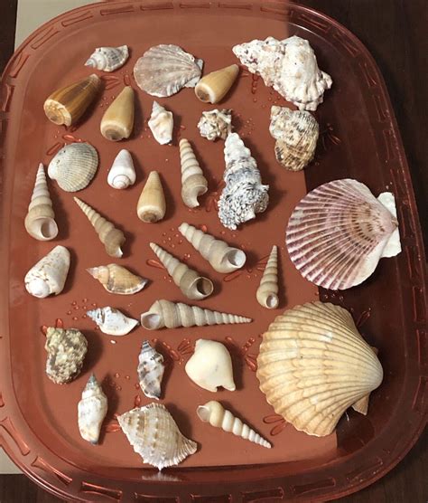Image result for How Are Conch Shells Formed