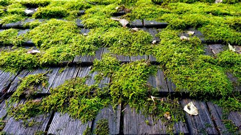 Moss Out On Roof at Inez Woodford blog