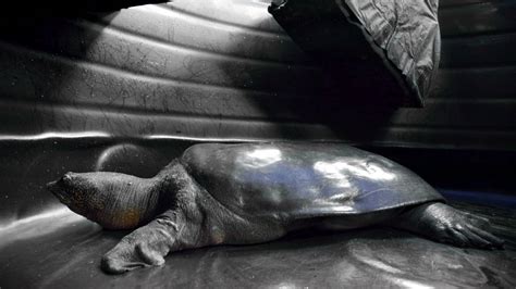 Yangtze Giant Softshell Turtle Live Where Three left: The Yangtze giant ...