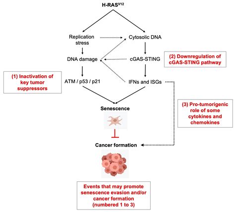 Oncogenic RAS in Cancers from the DNA Replication Stress and Senescence ...