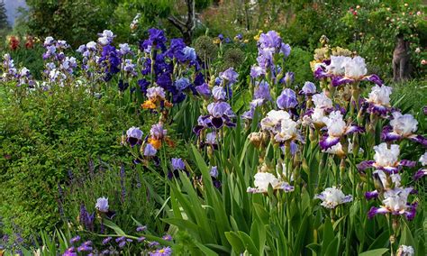Image result for Iris Form Classification Example