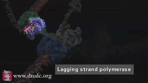 Image result for DNA Replication Advanced