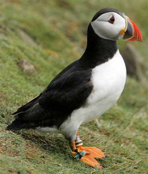 Puffin Facts : 5 Things You May Not Know About The Puffin