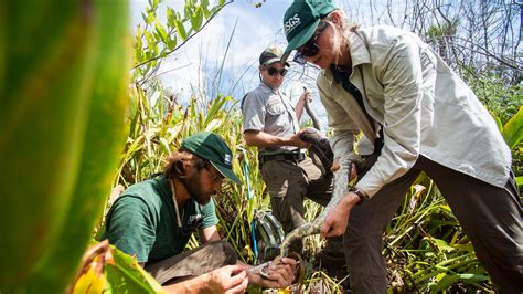 Image result for Python Elimination Program