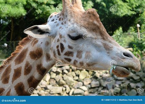 African Giraffe Giraffa Camelopardalis. the Giraffe is the Tallest Land ...