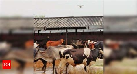 Kirorilal seeks CBI probe into Hingonia cow deaths | Jaipur News ...