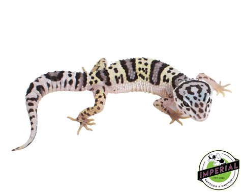Leopard Gecko Price