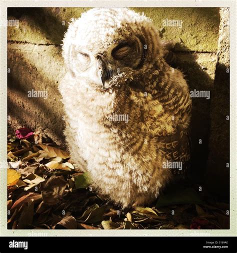 Image result for Baby Owl Springwatch