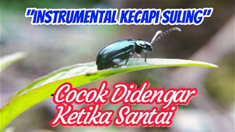 Image result for Kecapi Suling