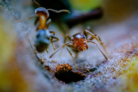 The iPhone 14 macro mode is pretty impressive : r/macro