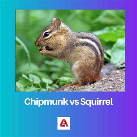 Chipmunk vs Squirrel: Difference and Comparison