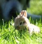 Image result for Super Cute Baby Bunny