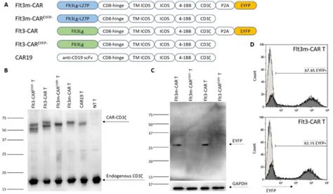 Mutated Flt3Lg Provides Reduced Flt3 Recycling Compared to Wild-Type ...