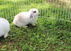 Image result for Holland Lop Show Rabbit