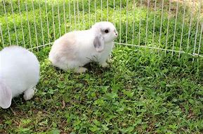Image result for Cream Holland Lop