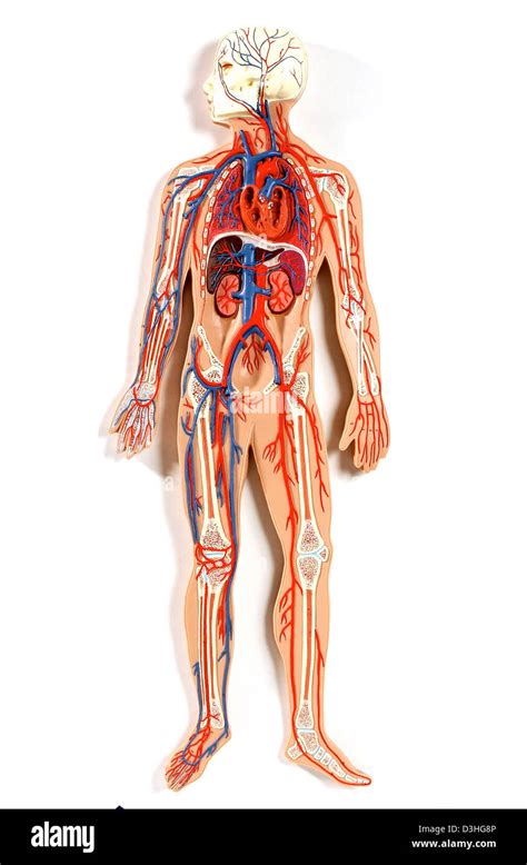 Image result for Blood Circulation Model