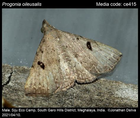 Progonia oileusalis | Moths