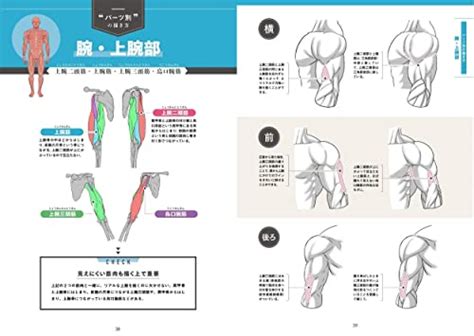 How To Draw Manga Draw muscles! Understand structure | Ubuy India