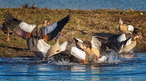 Define Flock Of Geese at Keith Herrera blog