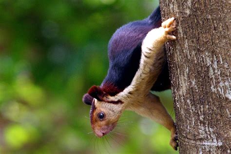 How to See Those Viral Squirrels From the Internet