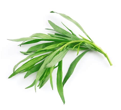 Tasty Tarragon - Columbia Metropolitan Magazine