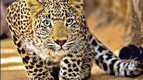 Uttarakhand: 5-year-old leopard that killed villager, livestock shot ...