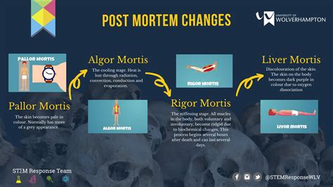 Rigor Mortis Stages