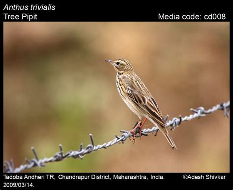 Anthus trivialis (Linnaeus, 1758) - Tree Pipit | Birds
