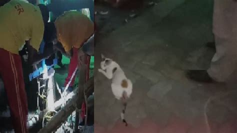 Kitten falls into bore well in Puri, mother cat in distress, watch