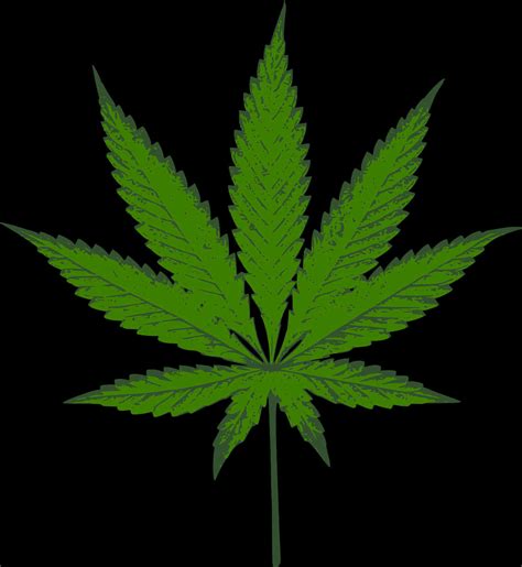 Cannabis Leaf Png Images (100++)