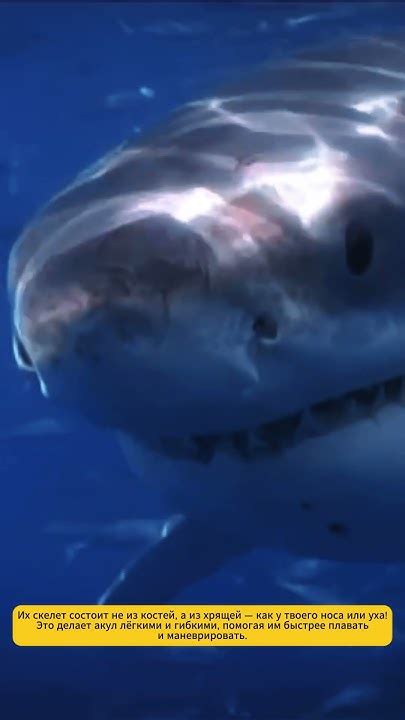 Почему у акул нет костей? #почему #факты #наука #акулы #акула #shark # ...