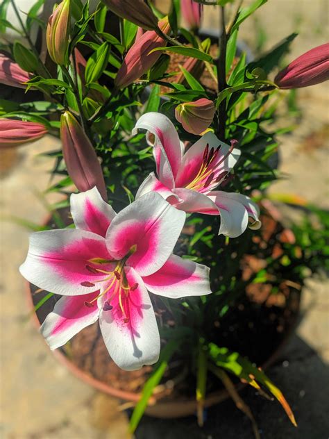 Can you smell this? 🌸 Lilies are here : r/flowers