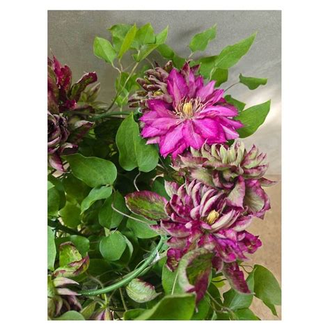 Clematis patens 'Kaen' | Seeding