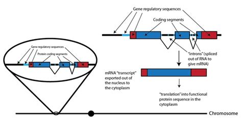 Image result for Heritable Variation