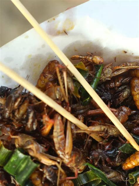 Thailand's Cricket Burger: 9 other insects that are eaten across the ...