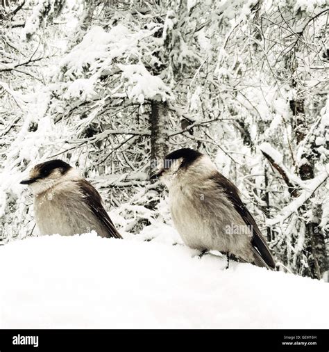 Whiskey Jack Birds Stock Photo - Alamy