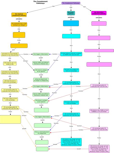 Image result for Complement Pathways