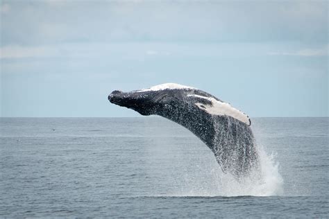 Whale Watching Reykjavik - Whale watching tour in Reykjavik Iceland
