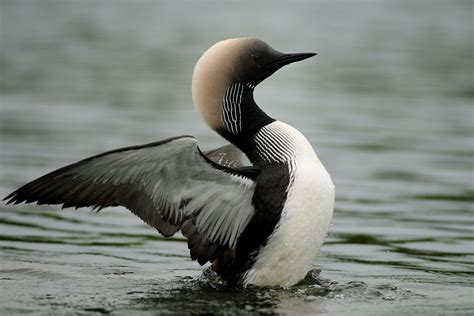 37 Half of ideas in 2025 | stuffed mushrooms, mushroom fungi, mushroom ...