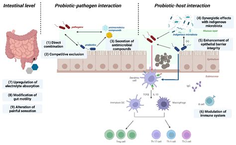 Postbiotics in Human Health: A Narrative Review