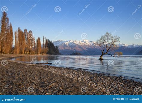 Árvore De Wanaka Em Nova Zelândia Imagem de Stock - Imagem de selvagem ...