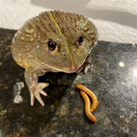 MEALWORMS- A GREAT TREAT FOR YOUR PACMAN FROGS